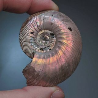 5,  8 cm (2,  3 in) Ammonite shell Quenstedtoceras jurassic pyrite Russia fossil 2