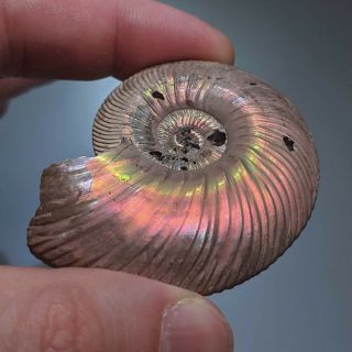 5,  8 cm (2,  3 in) Ammonite shell Quenstedtoceras jurassic pyrite Russia fossil 3