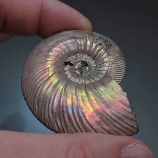 5,  8 cm (2,  3 in) Ammonite shell Quenstedtoceras jurassic pyrite Russia fossil 4