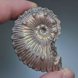 5,  1 Cm (2 In) Ammonite Kosmoceras Pyrite Jurassic Russia Fossil Ammonit
