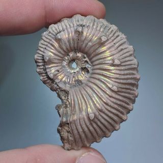 5,  1 cm (2 in) Ammonite Kosmoceras pyrite jurassic Russia fossil ammonit 2