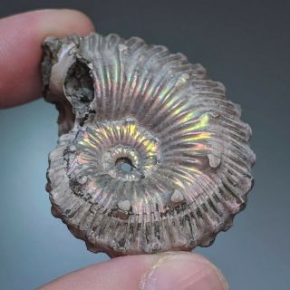 5,  1 cm (2 in) Ammonite Kosmoceras pyrite jurassic Russia fossil ammonit 3