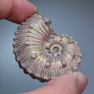 5,  1 cm (2 in) Ammonite Kosmoceras pyrite jurassic Russia fossil ammonit 4