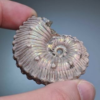 5,  1 cm (2 in) Ammonite Kosmoceras pyrite jurassic Russia fossil ammonit 5