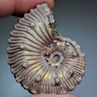 5,  1 cm (2 in) Ammonite Kosmoceras pyrite jurassic Russia fossil ammonit 6