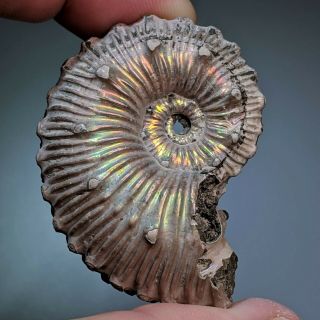 5,  1 cm (2 in) Ammonite Kosmoceras pyrite jurassic Russia fossil ammonit 7