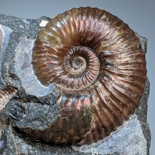 4,  5 cm (1,  8 in) Ammonite Acanthohoplites cretaceous Russia russian ammonit 2