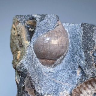 4,  5 cm (1,  8 in) Ammonite Acanthohoplites cretaceous Russia russian ammonit 3