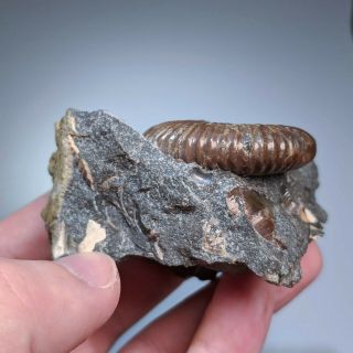 4,  5 cm (1,  8 in) Ammonite Acanthohoplites cretaceous Russia russian ammonit 4