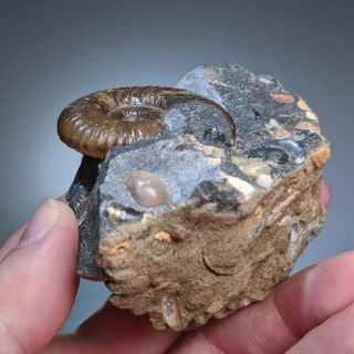 4,  5 cm (1,  8 in) Ammonite Acanthohoplites cretaceous Russia russian ammonit 5