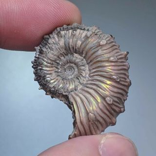 3,  3 Cm (1,  3 In) Ammonite Kosmoceras Pyrite Jurassic Russia Fossil Ammonit