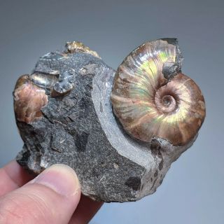 Double Ammonite Beudanticeras Cluster Shell Cretaceous Russia Russian Ammonit