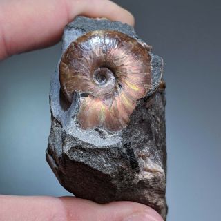 Double Ammonite Beudanticeras cluster shell cretaceous Russia russian ammonit 2