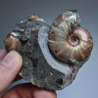 Double Ammonite Beudanticeras cluster shell cretaceous Russia russian ammonit 3