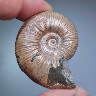 4,  8 Cm (1,  9 In) Ammonite Acanthoplites Shell Cretaceous Russia Russian Ammonit