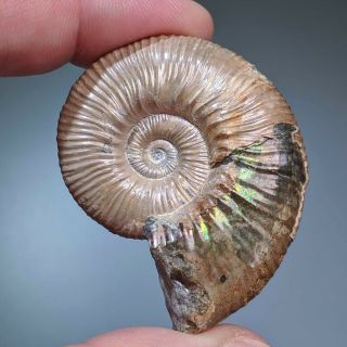 4,  8 cm (1,  9 in) Ammonite Acanthoplites shell cretaceous Russia russian ammonit 2