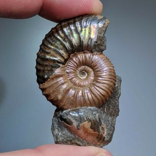 3,  8 Cm (1,  5 In) Ammonite Nodosohoplites Shell Cretaceous Russia Russian Ammonit