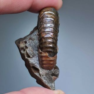 3,  8 cm (1,  5 in) Ammonite Nodosohoplites shell cretaceous Russia russian ammonit 2