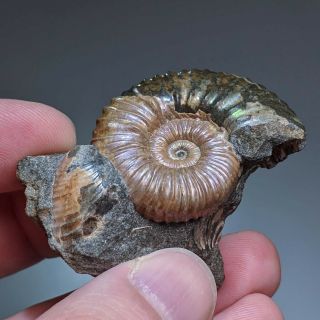 3,  8 cm (1,  5 in) Ammonite Nodosohoplites shell cretaceous Russia russian ammonit 4