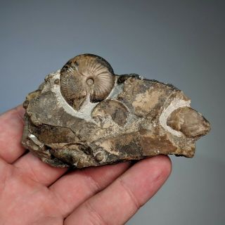 2,  8 Cm (1,  1 In) Ammonite Popanoceras Shell Permian Kazakhstan Ammonit Goniatite