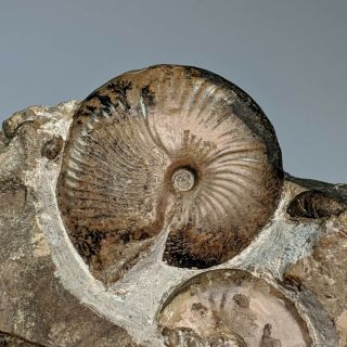 2,  8 cm (1,  1 in) Ammonite Popanoceras shell permian Kazakhstan ammonit goniatite 2