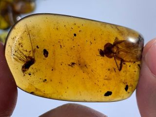 6.  8g Big Roach&cricket Burmite Myanmar Burmese Amber Insect Fossil Dinosaur Age