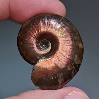 3,  4 cm (1,  4 in) Ammonite Beudanticeras shell cretaceous Russia russian ammonit 2