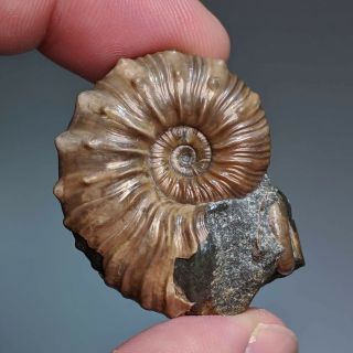 3,  5 Cm (1,  4 In) Ammonite Nodosohoplites Shell Cretaceous Russia Russian Ammonit