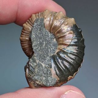 3,  5 cm (1,  4 in) Ammonite Nodosohoplites shell cretaceous Russia russian ammonit 2