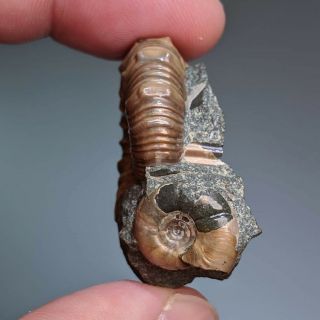 3,  5 cm (1,  4 in) Ammonite Nodosohoplites shell cretaceous Russia russian ammonit 3