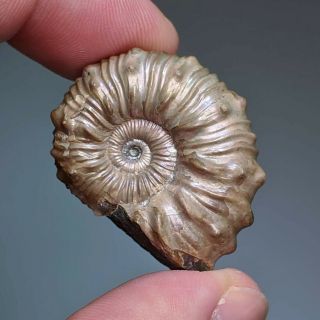 3,  3 Cm (1,  3 In) Ammonite Diadochoceras Shell Cretaceous Russia Russian Ammonit