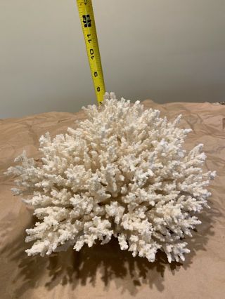 Natural White Sea Stem Coral Large Speciman Home Decor Piece Or Fish Tank