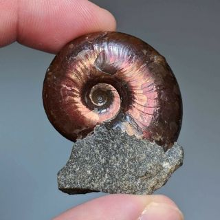 3,  6 cm (1,  4 in) Ammonite Beudanticeras shell cretaceous Russia russian ammonit 2