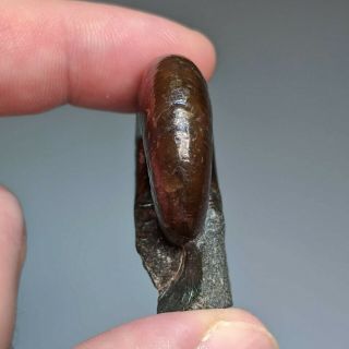 3,  6 cm (1,  4 in) Ammonite Beudanticeras shell cretaceous Russia russian ammonit 4