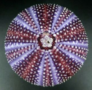 Stunning Purple: Echinus Esculentus 71.  1 Mm Sea Urchin North Sea