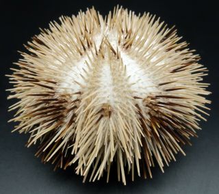 Striking Natural Pseudoboletia Maculata 83 Mm Sea Urchin Australia