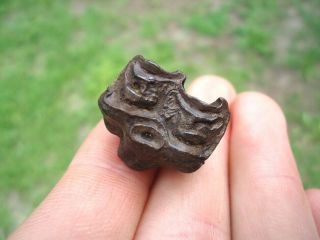 Three - Toed Horse Upper Molar Florida Fossils Tooth Teeth Jaw Bones Nannippus Fl