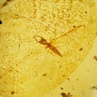 RARELarvaFossil insect Burmite Amber 100 million years old Age of Dinosaurs 1.  7c 2
