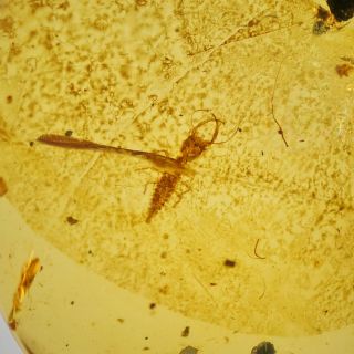 RARELarvaFossil insect Burmite Amber 100 million years old Age of Dinosaurs 1.  7c 4