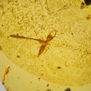 RARELarvaFossil insect Burmite Amber 100 million years old Age of Dinosaurs 1.  7c 5