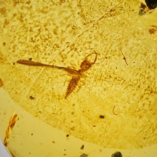 RARELarvaFossil insect Burmite Amber 100 million years old Age of Dinosaurs 1.  7c 6