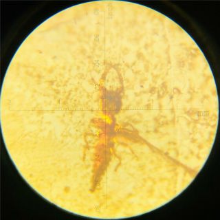 RARELarvaFossil insect Burmite Amber 100 million years old Age of Dinosaurs 1.  7c 7