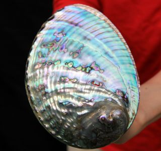 6.  75 " Large Gemmy Rainbow Polished Paua Abalone Shell Ab135