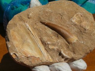 Plesiosaurus Dinosaur Tooth Fossil From Morocco 3.  98 " Inch 200 Million Years Old