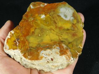 A Colorful Polished Petrified Wood Fossil From The Circle Cliffs Utah 601gr e 2