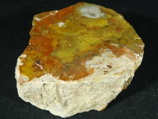 A Colorful Polished Petrified Wood Fossil From The Circle Cliffs Utah 601gr e 7