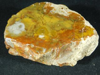 A Colorful Polished Petrified Wood Fossil From The Circle Cliffs Utah 601gr e 8