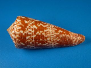 Conus Thomae,  Pattern,  62.  8mm,  Philippines Shell
