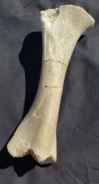 Fossil Post Dinosaur Oligocene Mammal Subhyracodon Tibia Leg Bone Nebraska