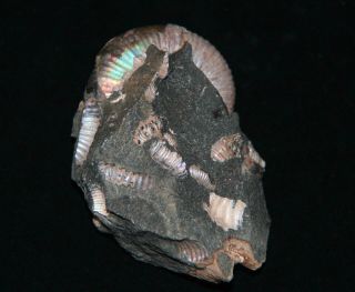 Ammonite Acanthohoplites nolani Fossil 2